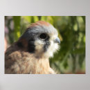 Suche nach rapp poster Eichhörnchen