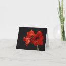 Suche nach amaryllis karten Blossom