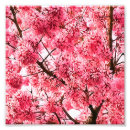 Suche nach prunus poster Blüten