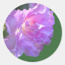Suche nach rosa azalee aufkleber Quelle