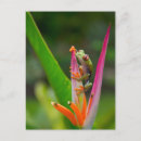 Suche nach augapfel postkarten Blume
