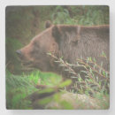 Suche nach grizzlybär untersetzer Bären