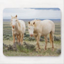 Suche nach wildes pferd mousepads Hengst