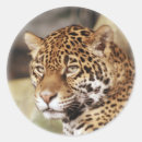 Suche nach jaguar aufkleber Wild
