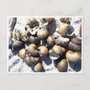 Suche nach schnecke muschel postkarten Muscheln