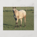 Suche nach appaloosa poster Stute