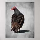 Suche nach vulture poster Foto