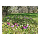 Suche nach primzahlen poster Primula