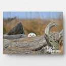 Suche nach eulen fotoplatten Vogelbeobachtung