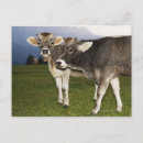 Suche nach südtirol postkarten Natur