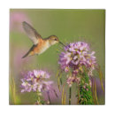 Suche nach kolibri fliesen Natur
