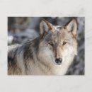 Suche nach wölfe im schnee postkarten Wolf