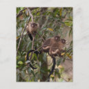 Suche nach south america postkarten Dschungel