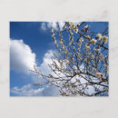 Suche nach pflaumenblüte postkarten Baum