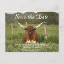 Suche nach longhorns postkarten Bauernhof