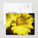 Suche nach gelbe narzissen postkarten Blume