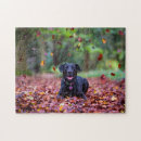 Suche nach labrador puzzle Niedlich
