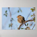 Suche nach rotkehlchen poster Vogelvogel