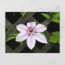 Suche nach clematis postkarten Quelle