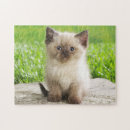 Suche nach kitten puzzle Tierwelt