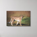 Suche nach leoparden leinwandbilder Wild lebende tiere