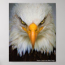 Suche nach amerikanischer vogel poster Natur