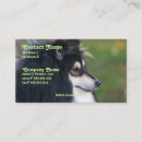 Suche nach sheltie Hund