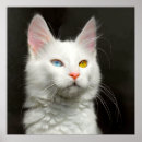 Suche nach angora poster Kitty