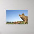 Suche nach schweine leinwandbilder Baby