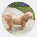 Suche nach lhasa apso aufkleber Haustier