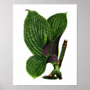 Suche nach antike botanische illustration poster Pflanze