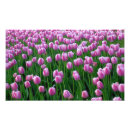 Suche nach bunte tulpen poster Frühling