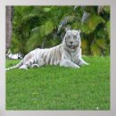 Suche nach weißer tiger poster Tierwelt