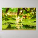 Suche nach seerose poster Blatt