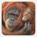 Suche nach orang utan baby aufkleber Affe