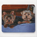 Suche nach yorkies mousepads Yorkshire terrier