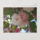 Suche nach frühlingsblüten postkarten Kirschblüten