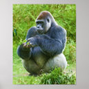Suche nach gorillas poster Primate