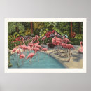 Suche nach flamingos poster Vögel