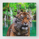 Suche nach wilde katzen wanduhren Tiger