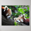 Suche nach pandas poster Tierfotografie