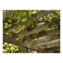 Suche nach weintrauben poster Fotografie