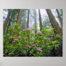 Suche nach rhododendron poster Natur