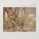 Suche nach bengalischer tiger postkarten Tierwelt