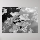 Suche nach auflagen poster Lilie