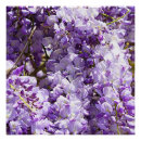 Suche nach wisteria poster Baum