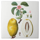 Suche nach vintage insekten fliesen Blume