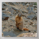 Suche nach murmeltier poster Tiere