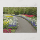 Suche nach narzisse postkarten Blüte