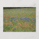 Suche nach texas wildblumen postkarten Blau